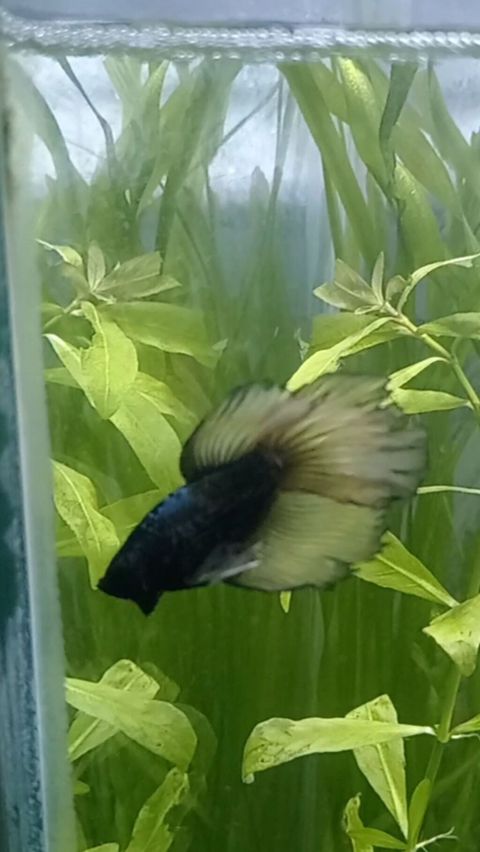 Betta (Petuşok balığı) — Sumqayıt