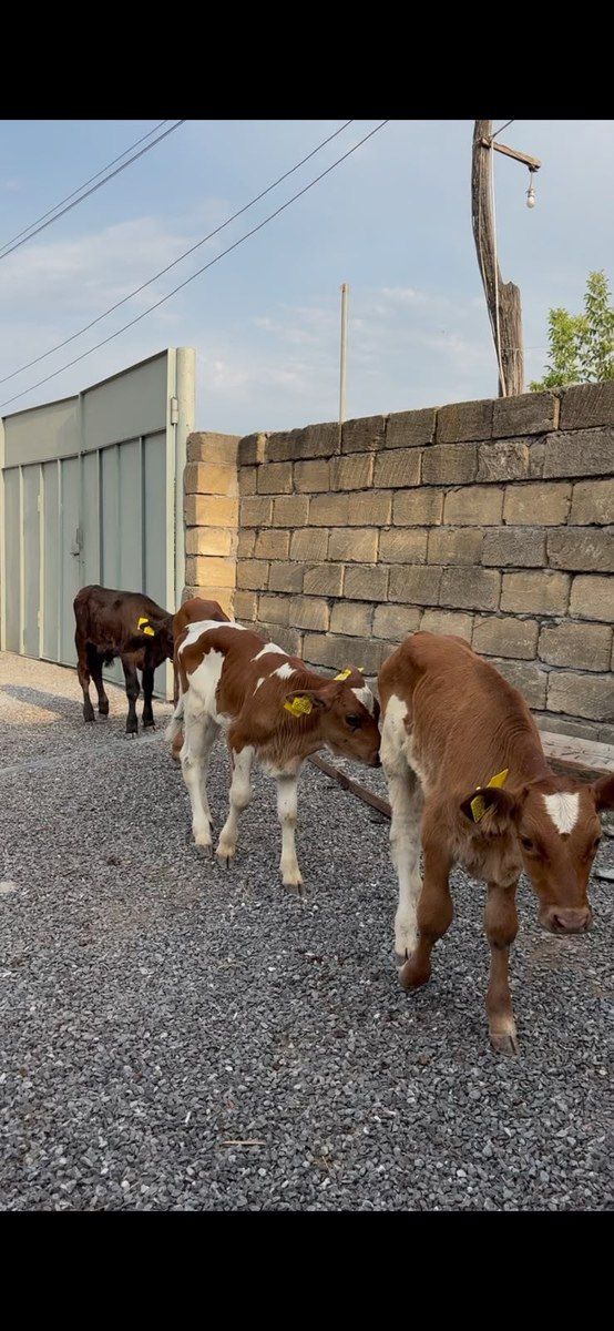 Buzovlar — Kənd təsərrüfatı heyvanları, Şəki (6)
