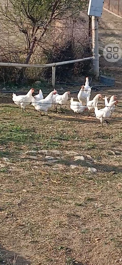 Toyuqlar — Şabran