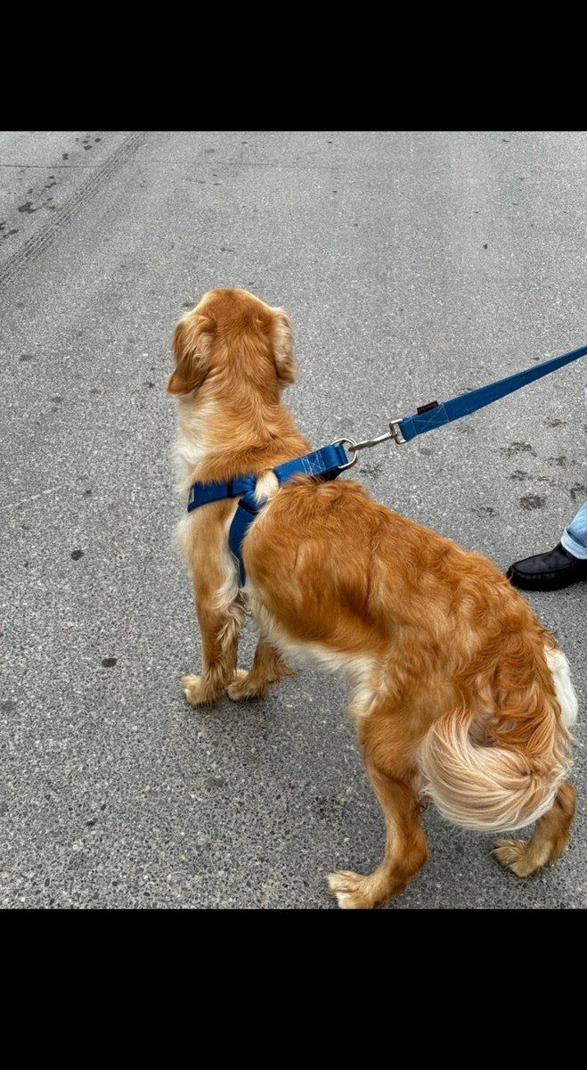 Golden Labrador — Köpəklər, Bakı (6)