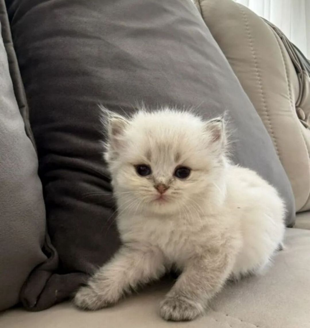Шотландский котёнок — Pişiklər, Bakı (2)