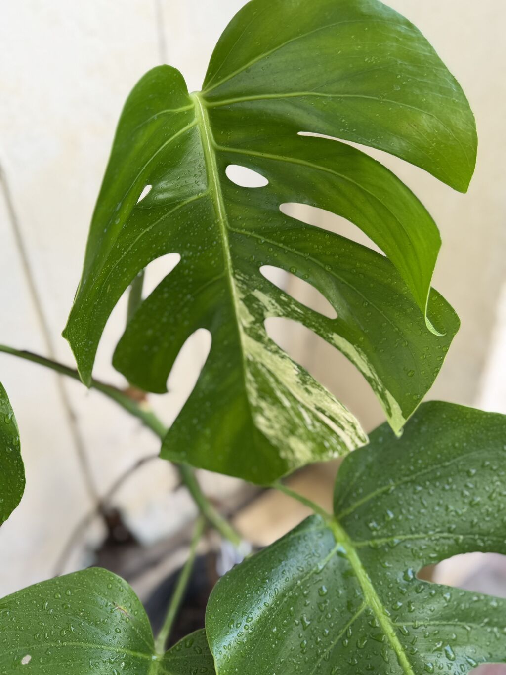 Monstera qiymətlər müxtəlifdir. 15-70azn. Albo 55azn. Ünvan Şamaxinka — Qapı bitkələri, Masazır (8)