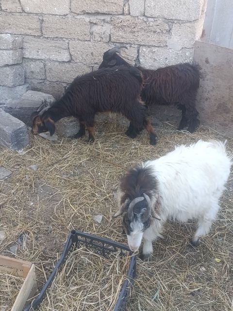 Salam 3 çəpiş. Bir dişi iki Erkey komda satılır — Digah