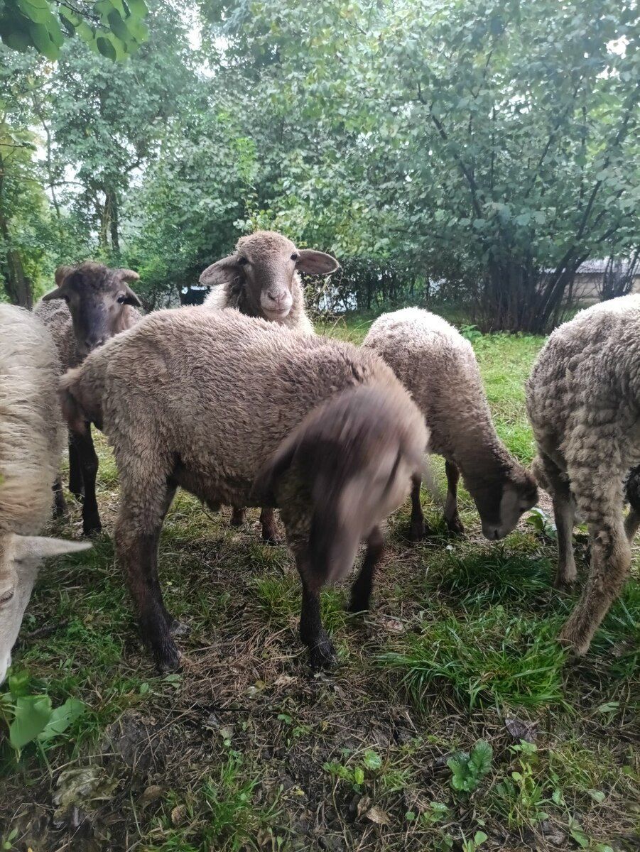 Qoyunlar — Kənd təsərrüfatı heyvanları, Qusar (4)