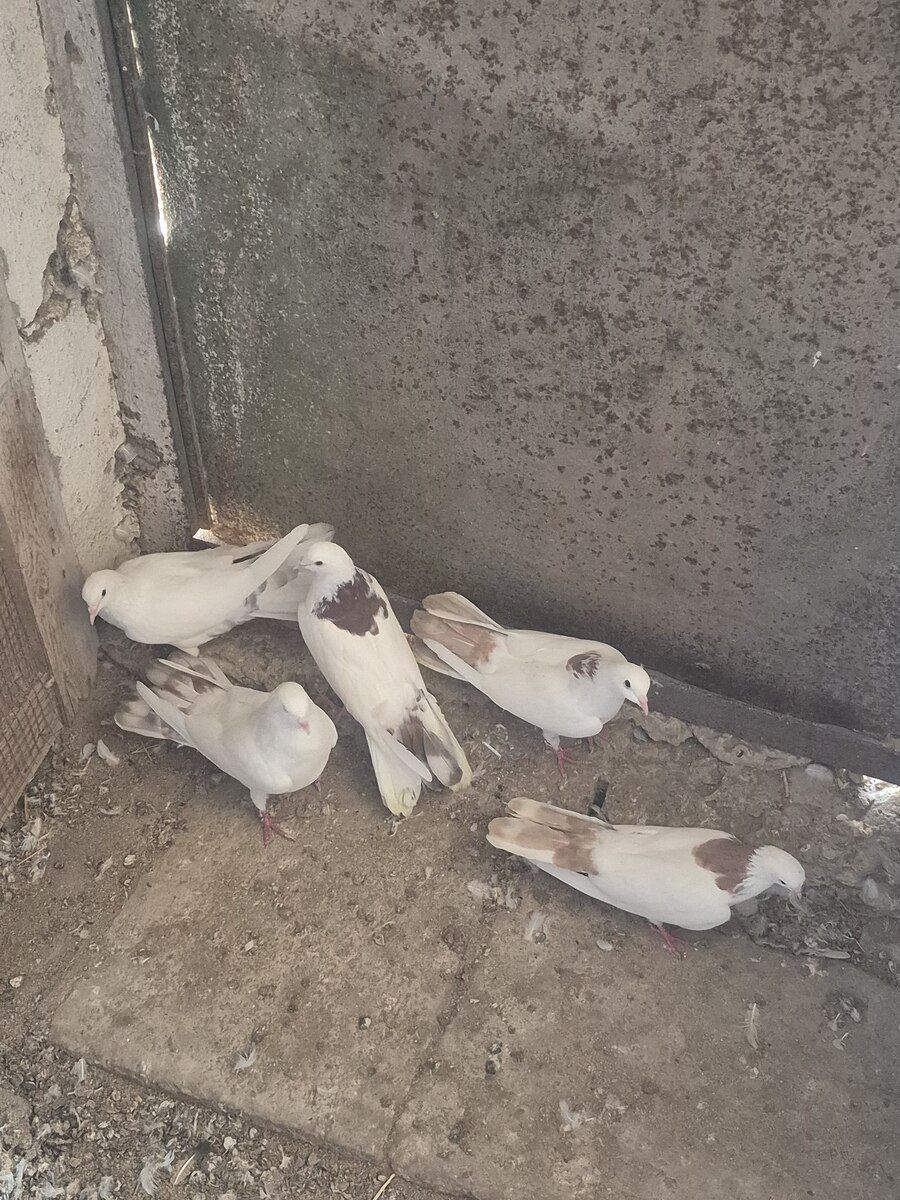 Göyərçinlər — Quşlar, Bakı (4)
