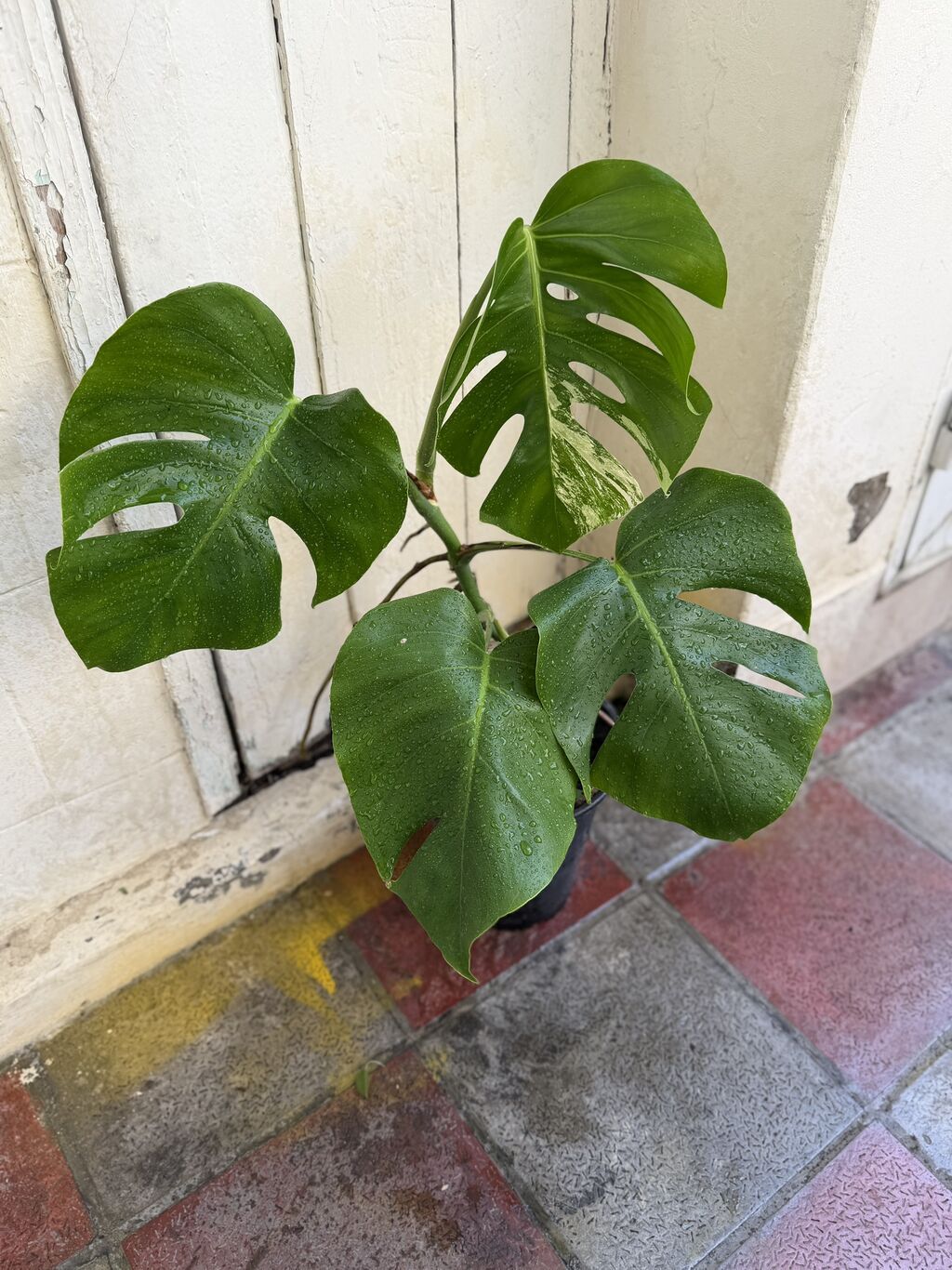 Monstera qiymətlər müxtəlifdir. 15-70azn. Albo 55azn. Ünvan Şamaxinka — Qapı bitkələri, Masazır (7)