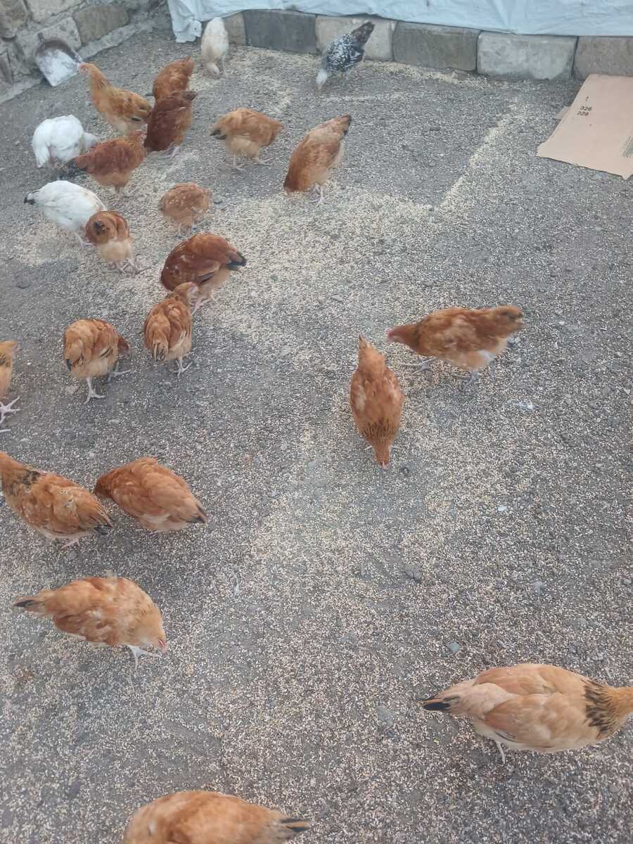 Çolpalar — Quşlar, Lənkəran (5)