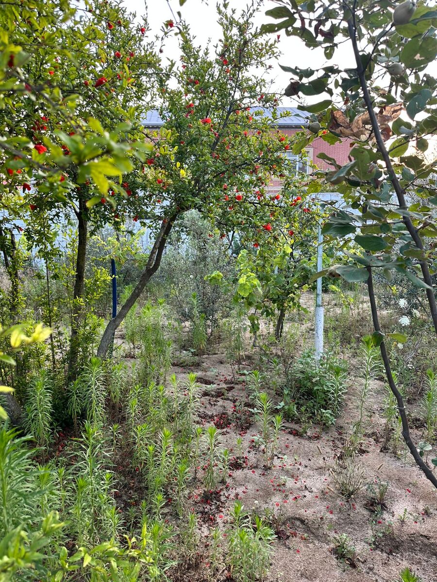 Satılır torpaq 4 sot — Torpaq, Bakı (11)