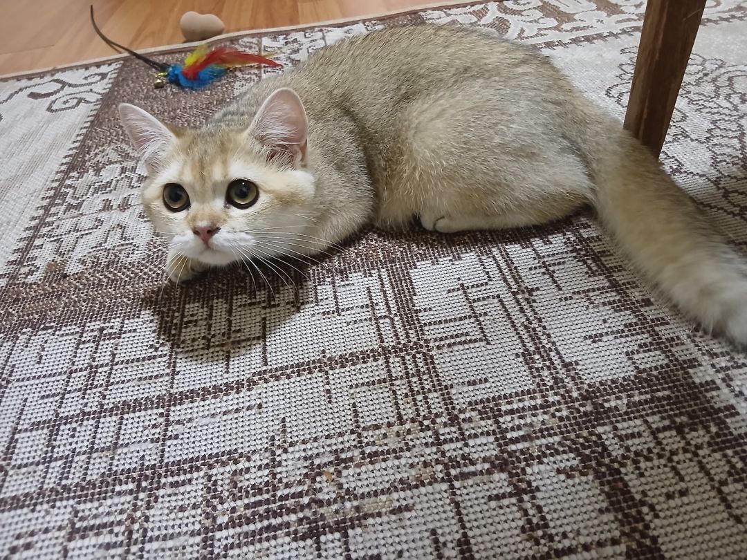 Qızılı şinşilla pişiyi — Pişiklər, Bakı (6)