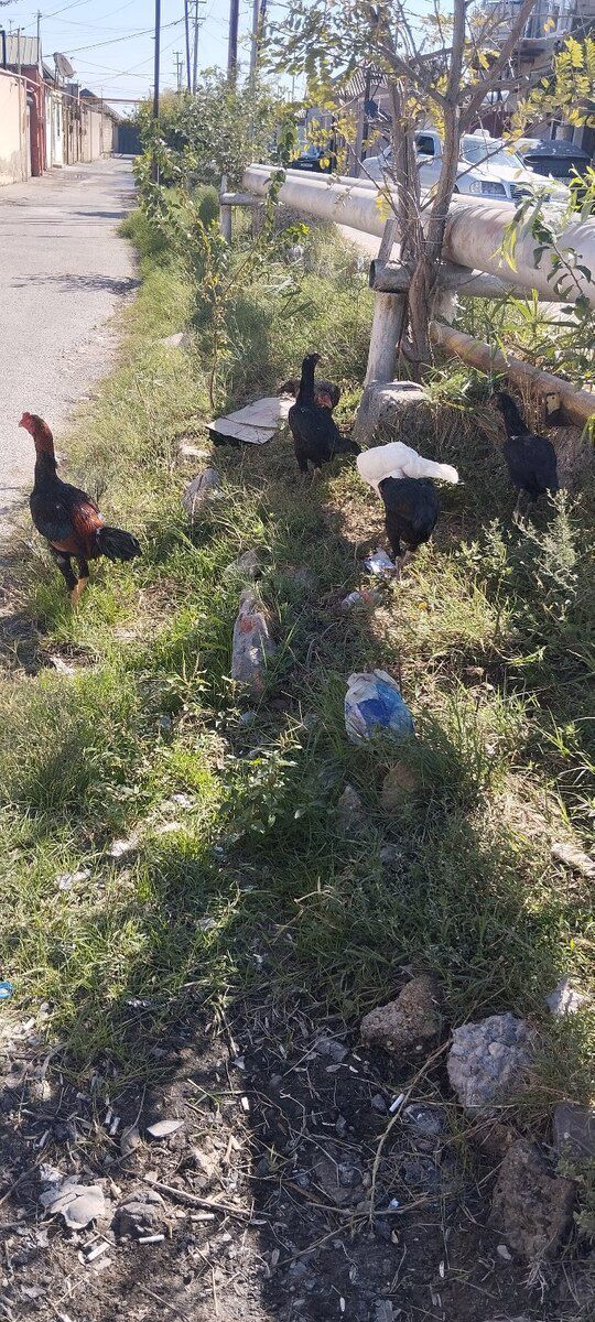 Heyratı xoruzu — Quşlar, Bakı (5)