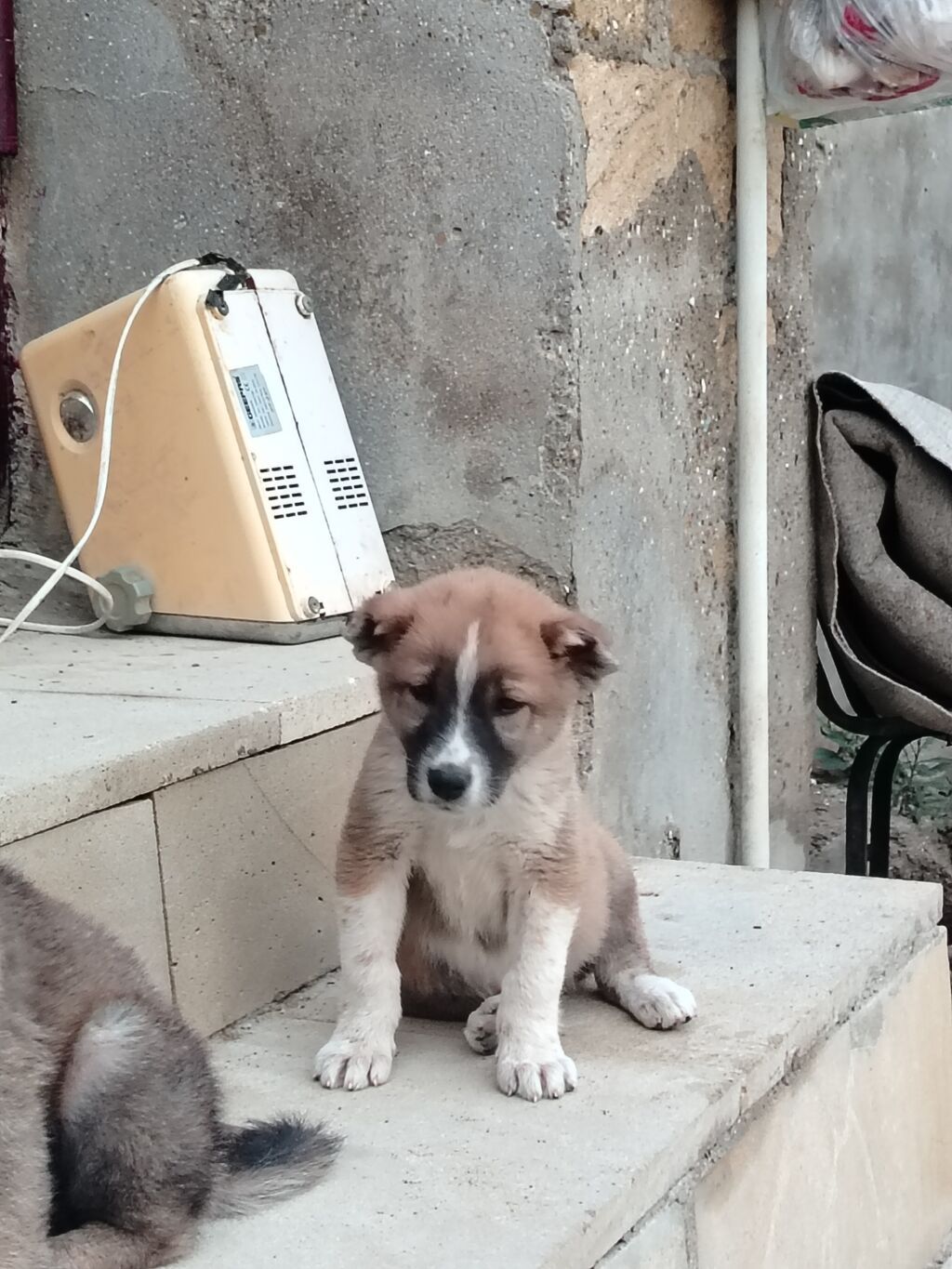 2 ay — Köpəklər, Sanqaçal