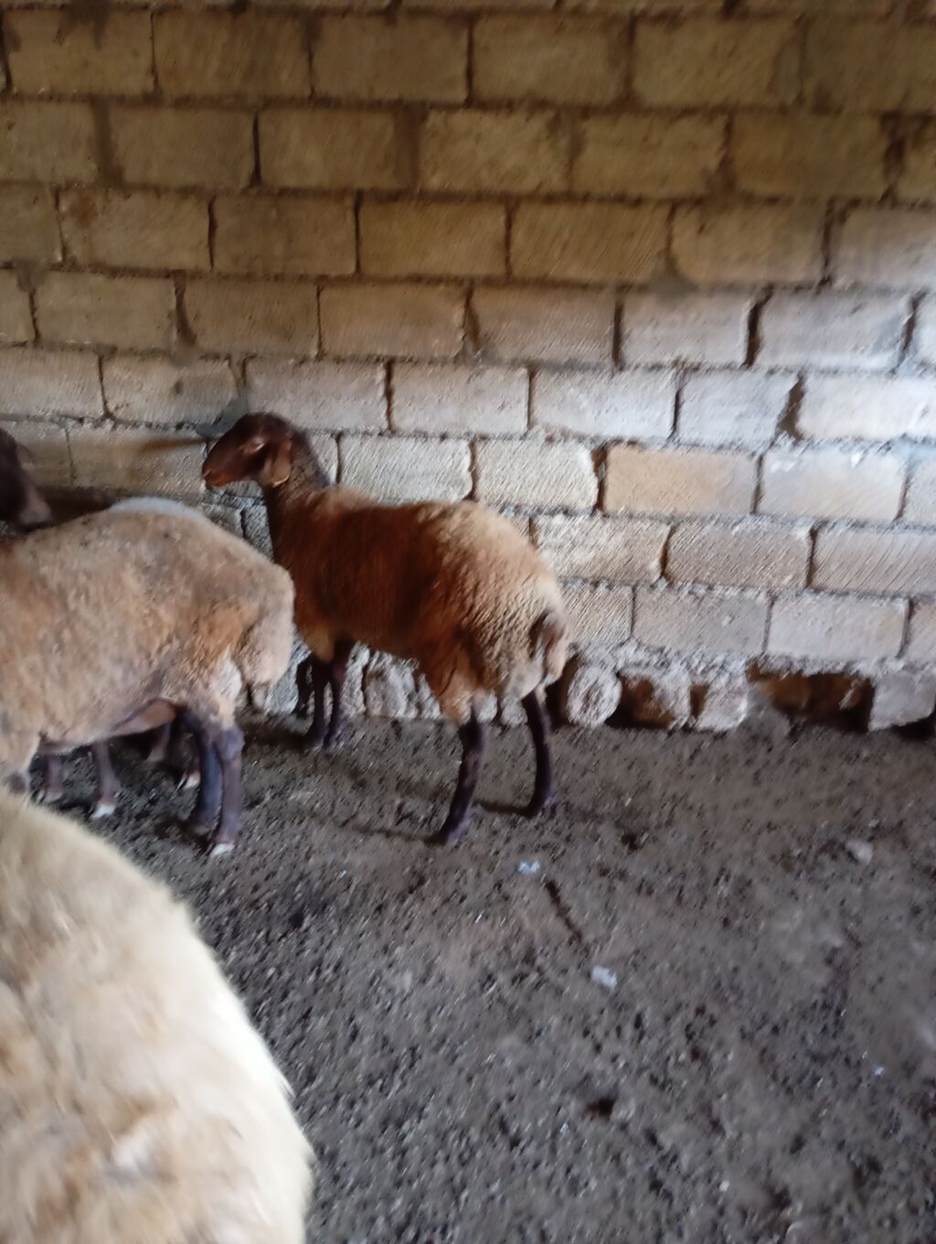 Erkey toğlul — Kənd təsərrüfatı heyvanları, Xırdalan (3)