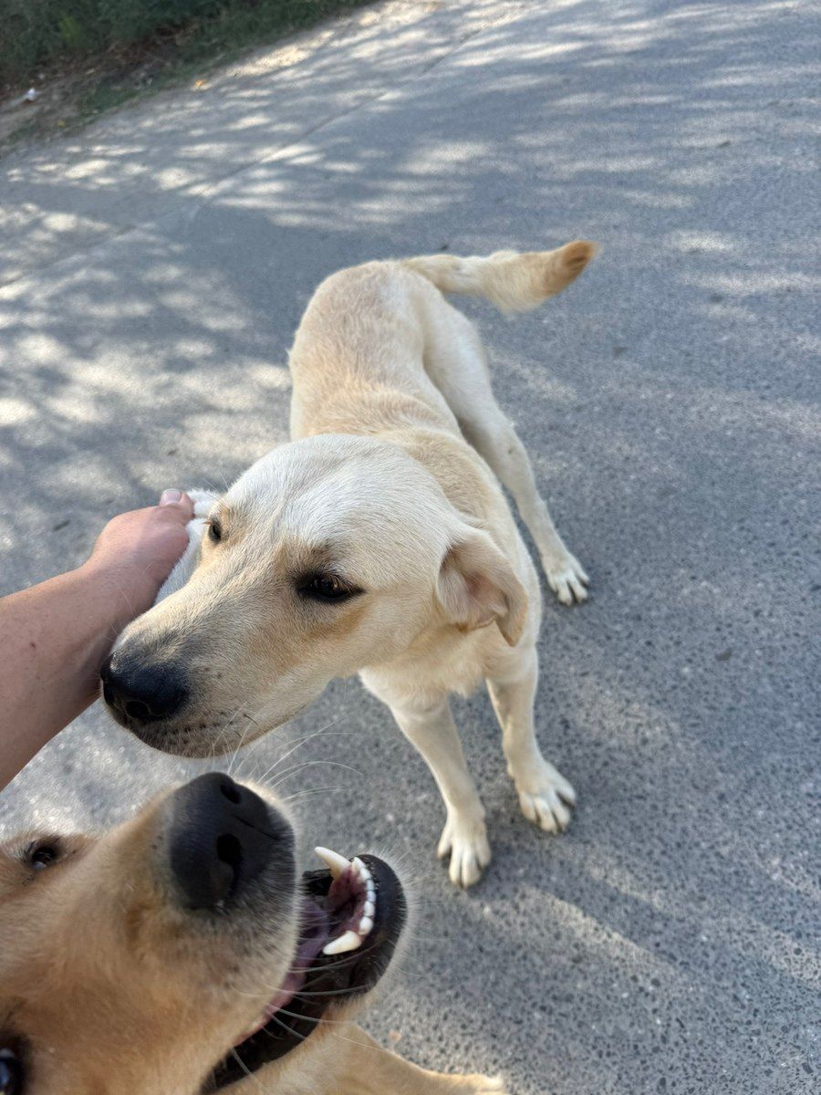Golden Labrador — Köpəklər, Bakı (3)