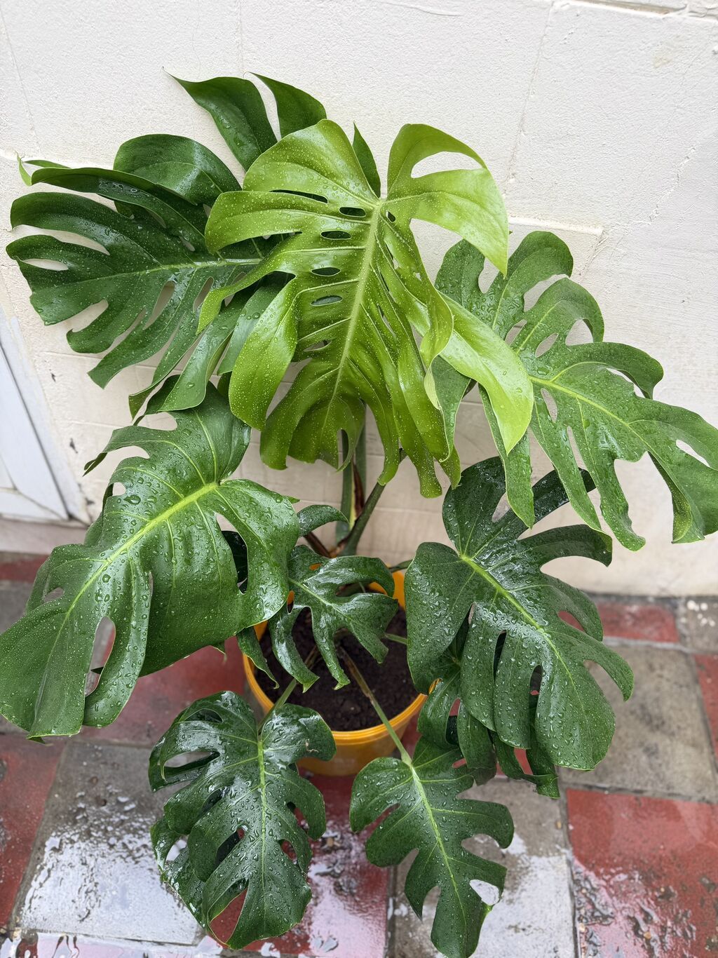 Monstera qiymətlər müxtəlifdir. 15-70azn. Albo 55azn. Ünvan Şamaxinka — Qapı bitkələri, Masazır (2)