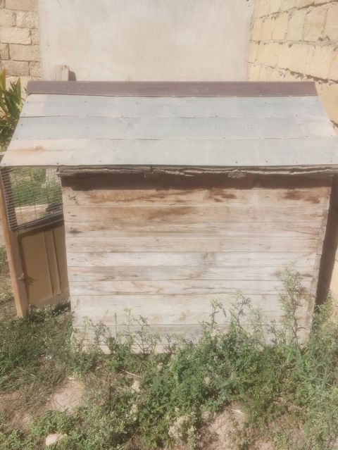 Taxta it evi / dam - Material: qalın taxta karkas, taxta obşivka — Saray