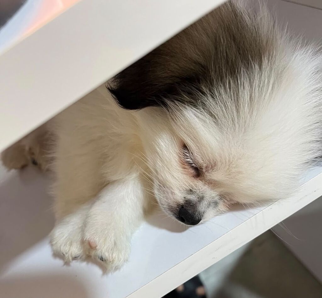 Pekines — Köpəklər, Digah (3)
