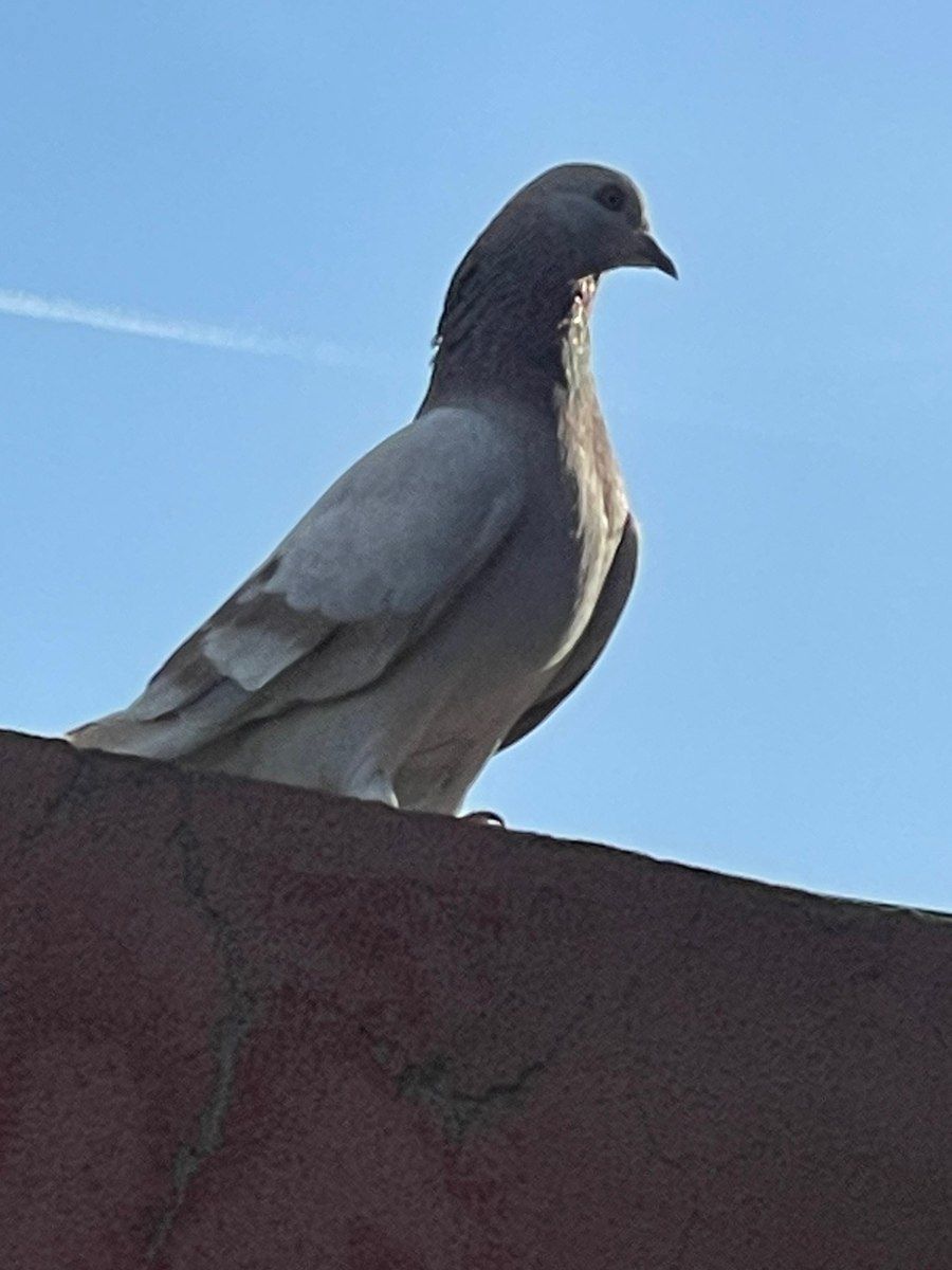 Göyərçinlər — Quşlar, Xırdalan (4)