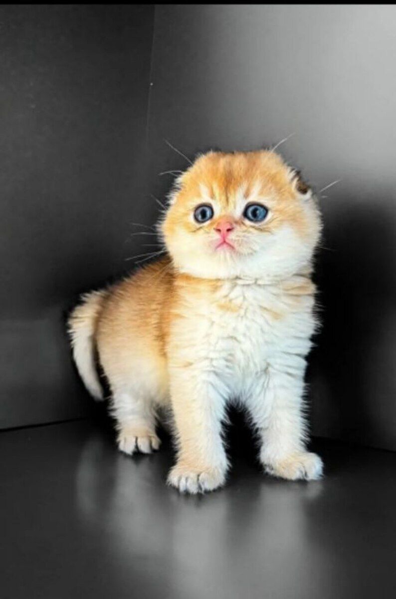 Шотландский котёнок — Pişiklər, Bakı (3)