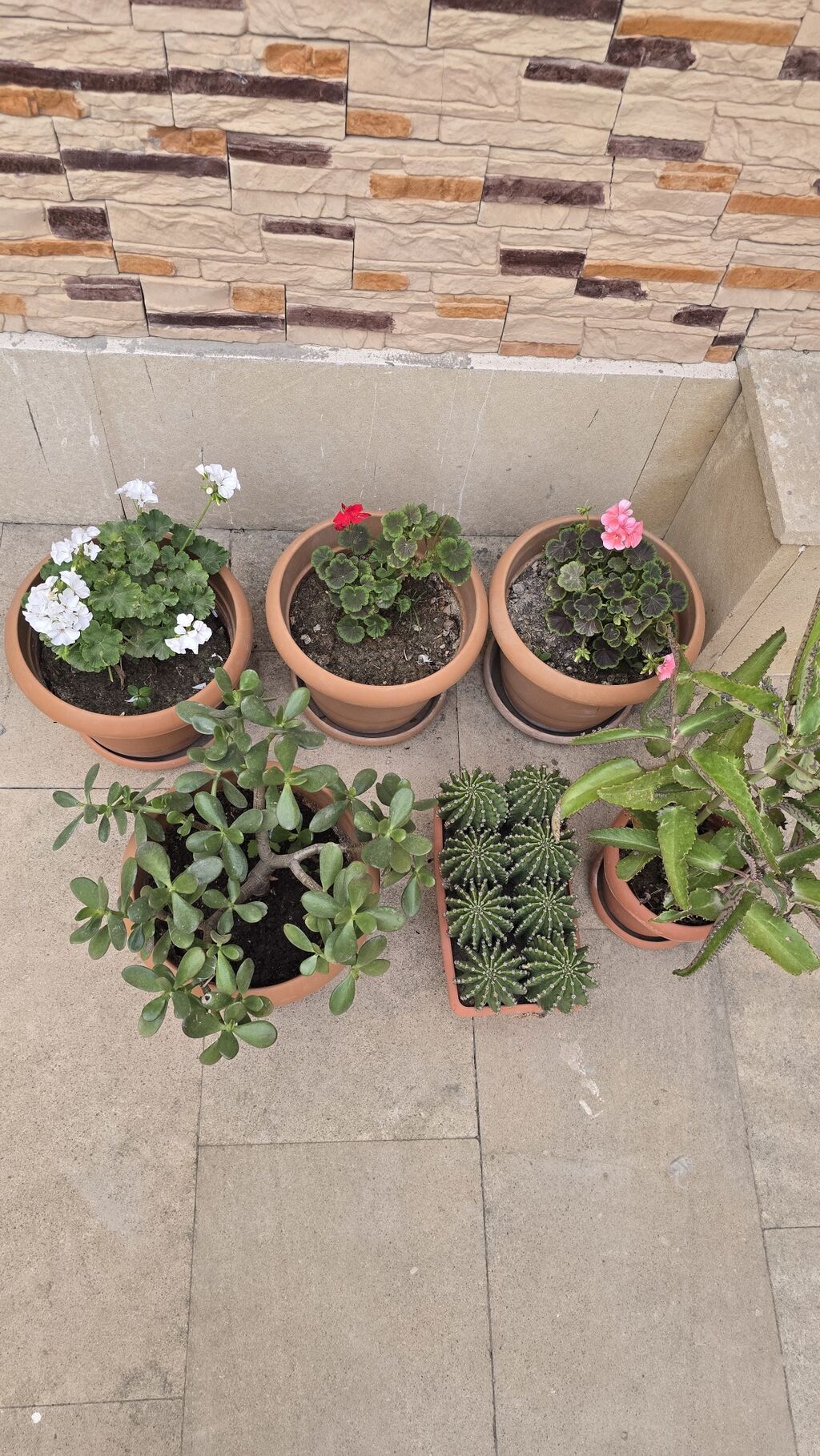 Otaq və balkon üçün saksı bitkiləri dəsti 6 li destimiz endirmde — Qapı bitkələri, Masazır (3)