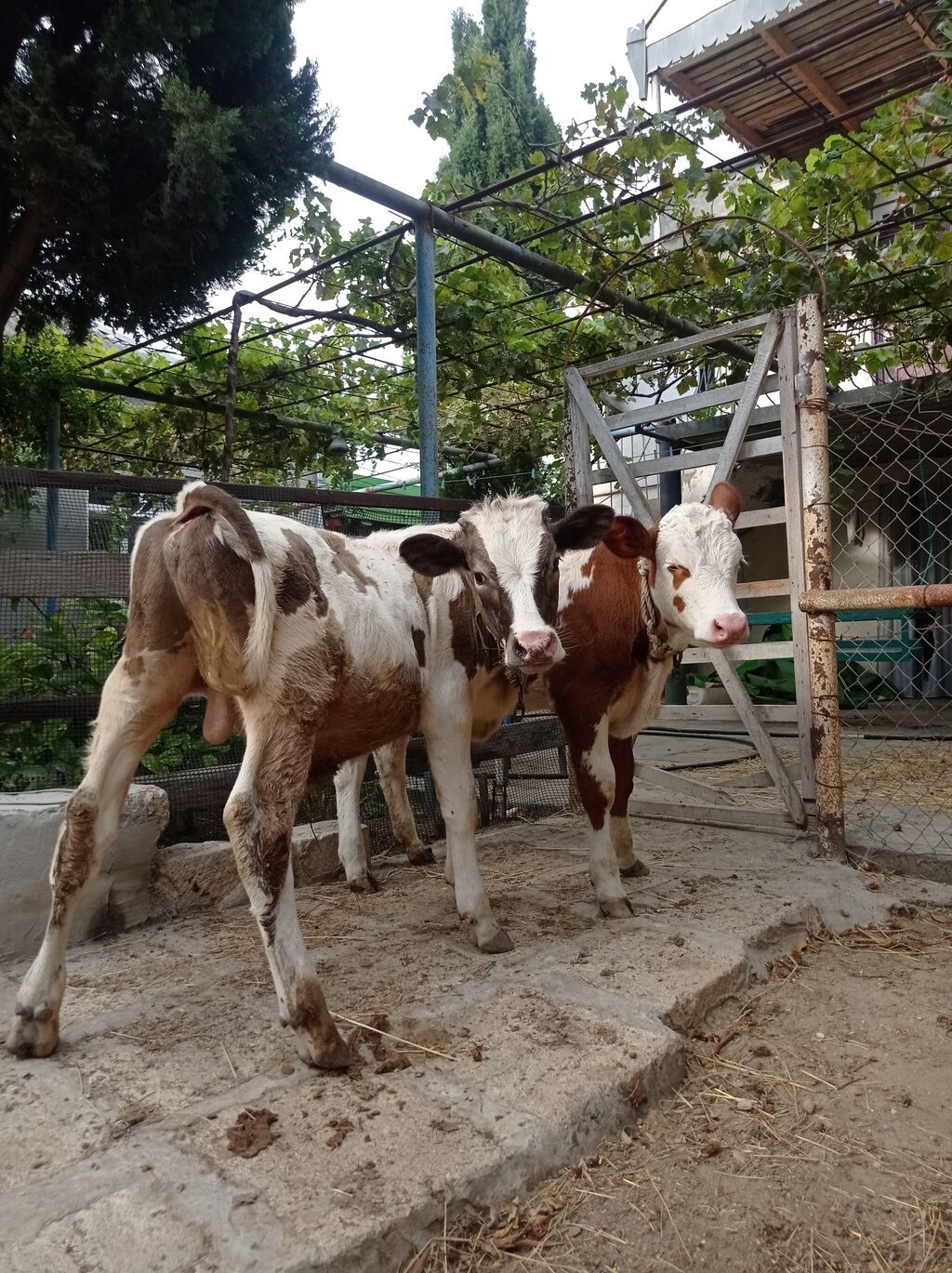 Bir Erkey bir dişi dişi simentaldi 4aylıqdı Erkey 7aylıqdı super — Kənd təsərrüfatı heyvanları, Digah