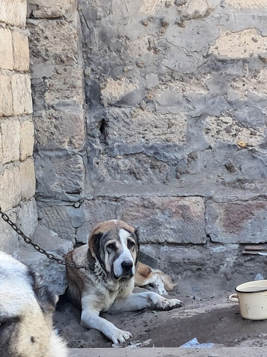 Alabay, Dişi — Köpəklər, Fatmayı