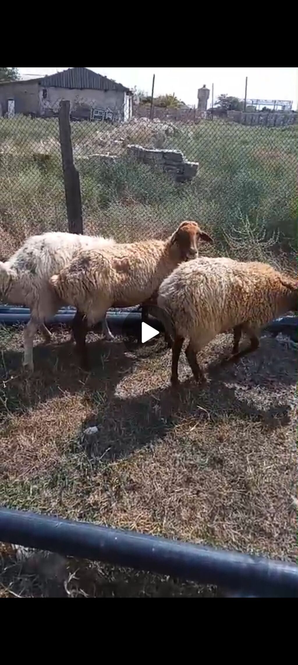 2si 1 qarın doğub, 1i 1 qarın. 2si boğazdı hal-hazırda. Ətlik məsləhət — Kənd təsərrüfatı heyvanları, Xızı (2)