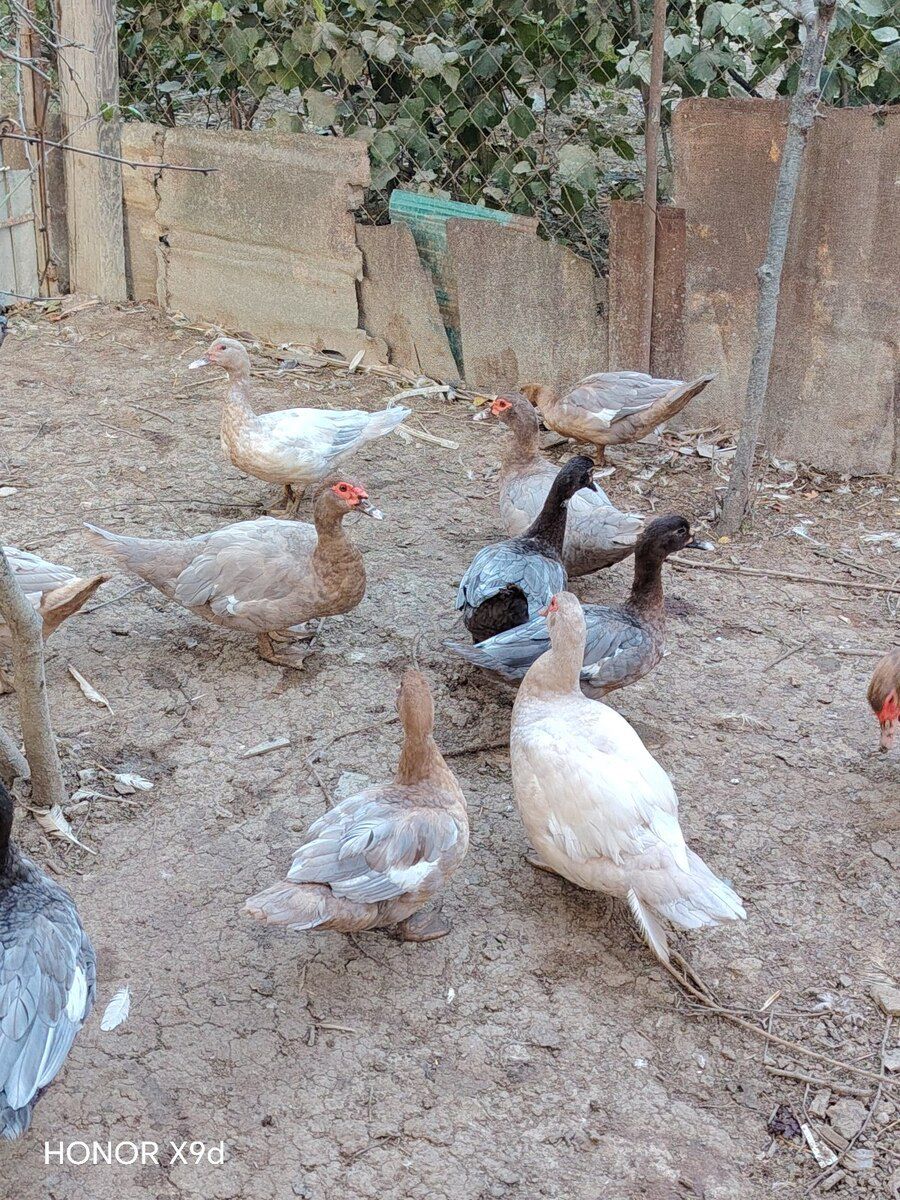 Ördəklər — Quşlar, Sumqayıt (8)