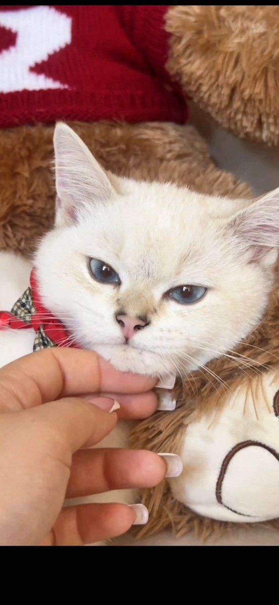 Gümüşü şinşila pişiyi balası — Pişiklər, Xırdalan (2)