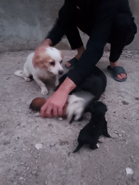 Həyət iti balaları — Bakı