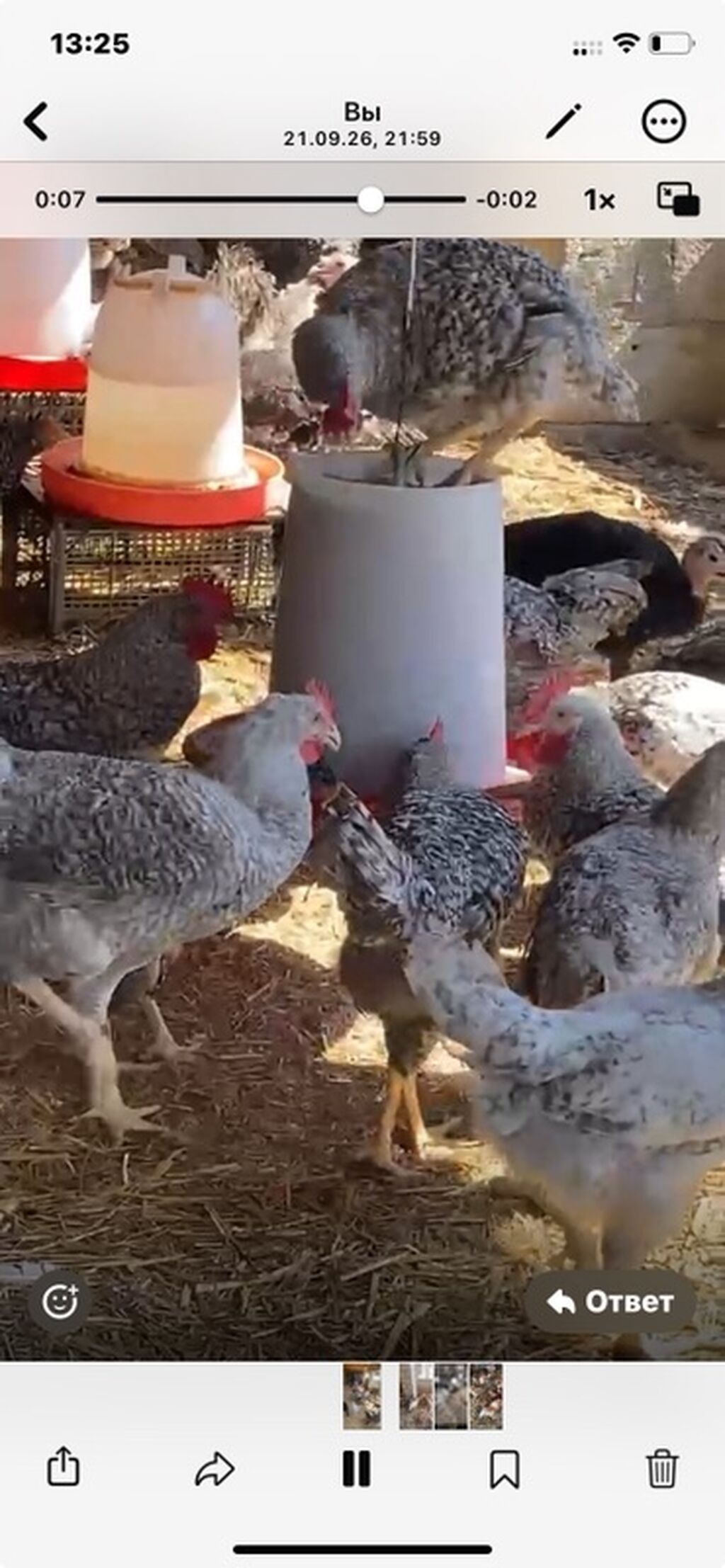 4 ayını kecmiş super xarkov xoruzları satılır Ünvan binə savxozda Tel — Toyuq və xoruz, Digah (2)
