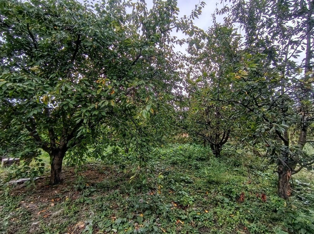 8 sot torpaq sahəsi, Quba r — Torpaq, Quba (10)