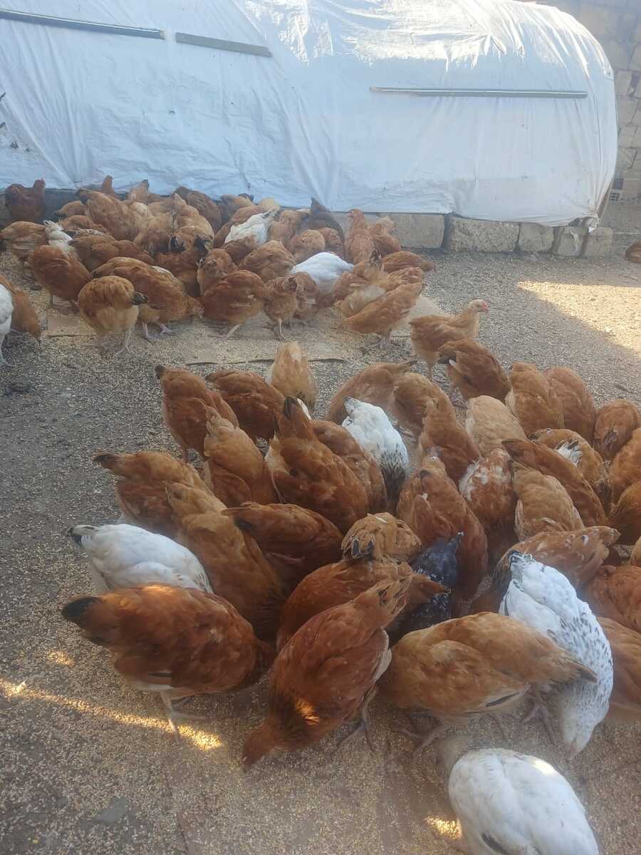 Çolpalar — Quşlar, Lənkəran (3)