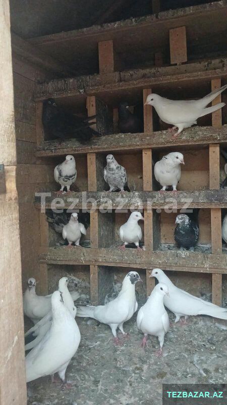 Göyərçin satiram yuva qarşiğ — Quşlar, Bakı