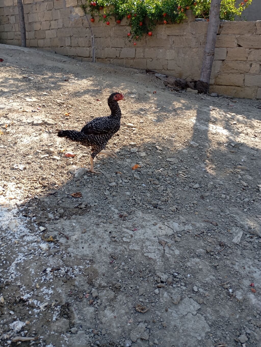Toyuq, Damazlıq, Ünvandan götürmə — Toyuq və xoruz, Xırdalan (3)