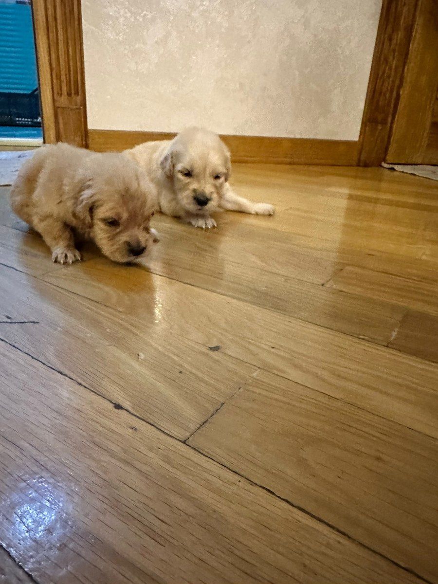 Golden Retriver balaları — Köpəklər, Bakı