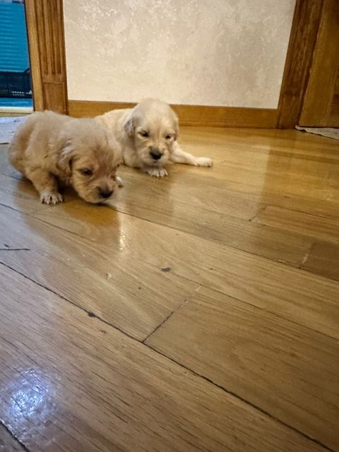 Golden Retriver balaları — Bakı