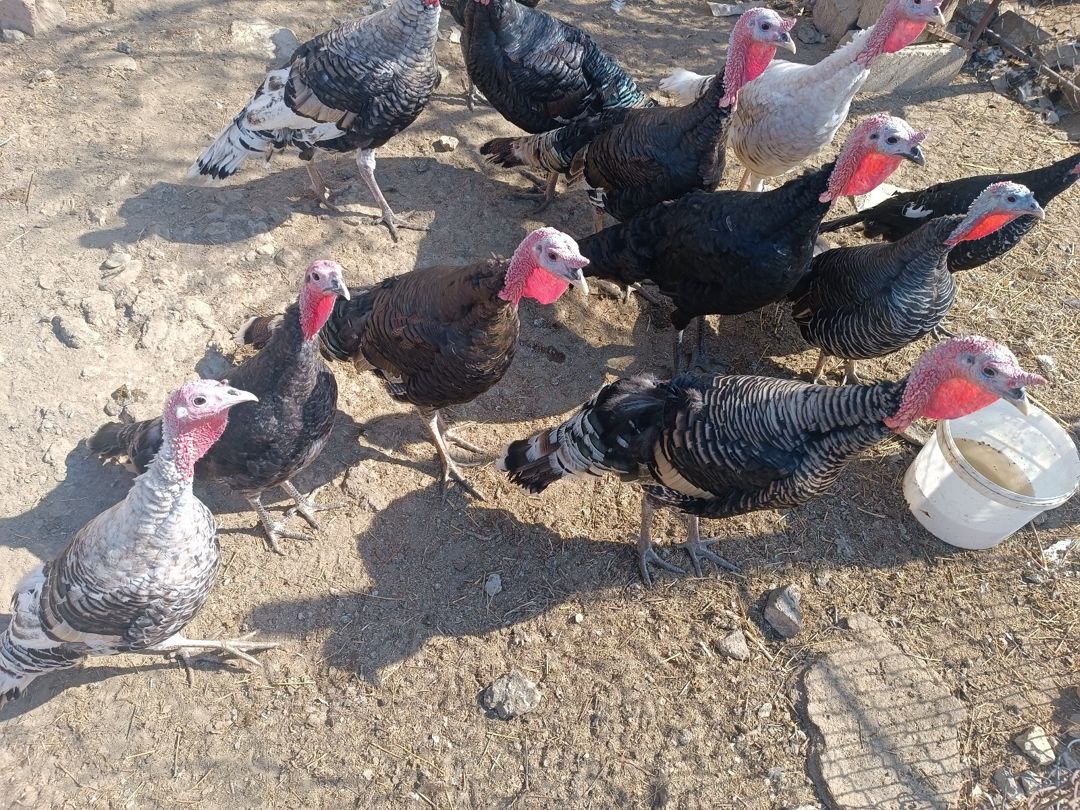 Hinduşkalar — Quşlar, Bakı (2)