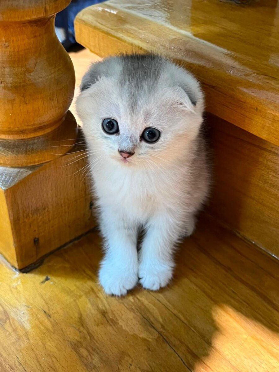 Шотландский котёнок — Pişiklər, Bakı (7)