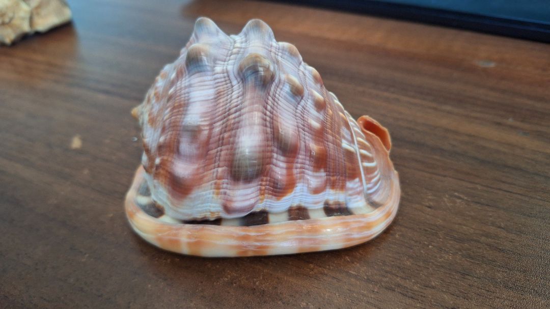 Морские ракушки для аквариума или декоративного использования — Kolleksiyalar, Bakı (9)