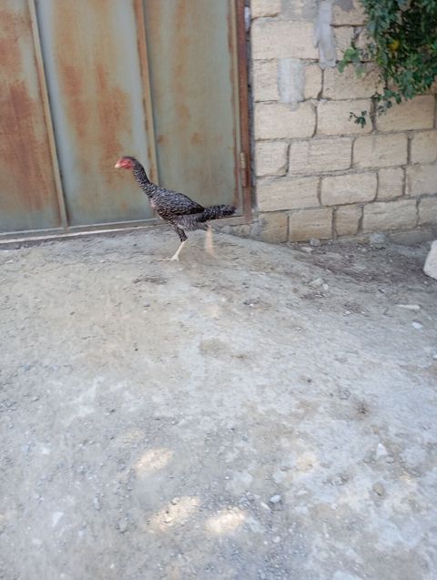 Toyuq, Damazlıq, Ünvandan götürmə — Xırdalan