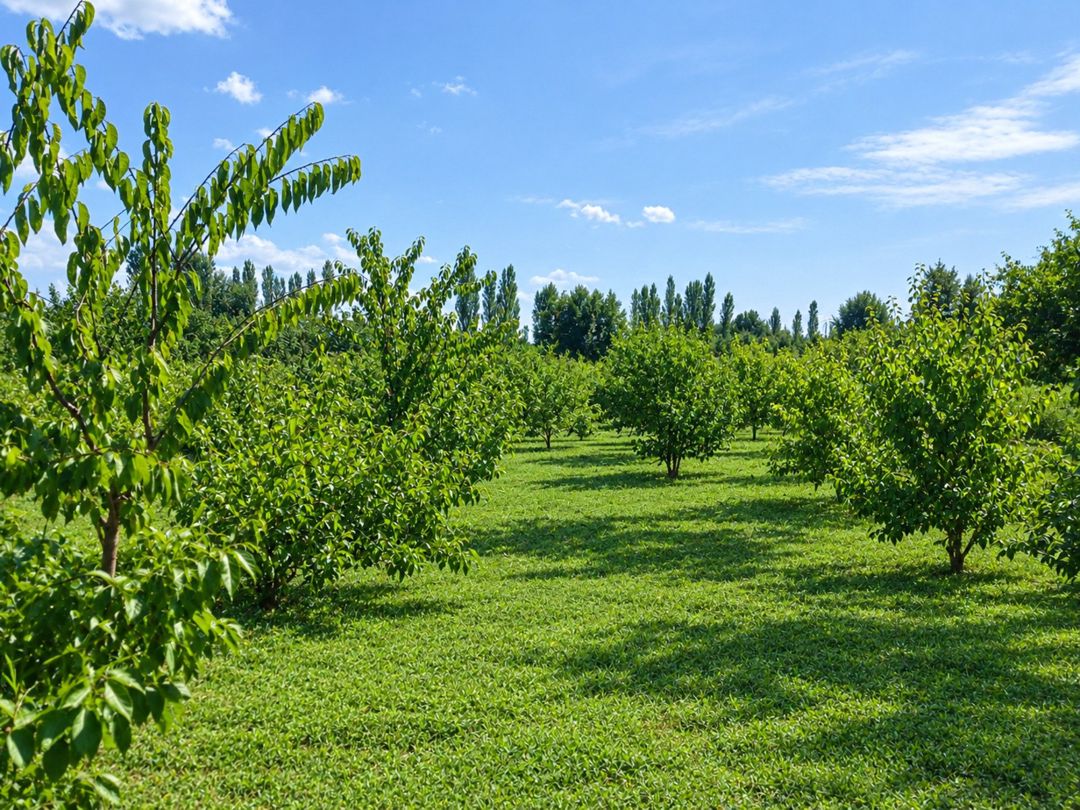 Satılır torpaq 50 sot — Torpaq, Quba (3)
