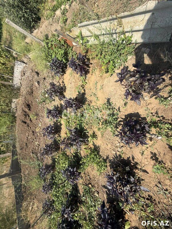 Torpaq Satılır Sabunçu r., Maştağa q., 33 sot — Torpaq, Bakı (2)