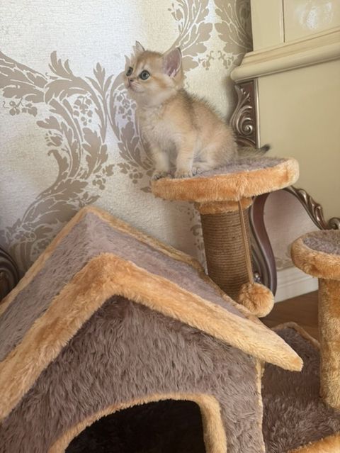 Sinsilla satilir qisa tuk Yemeyi Qum qabi qumu royal canin pasteti — Bakı