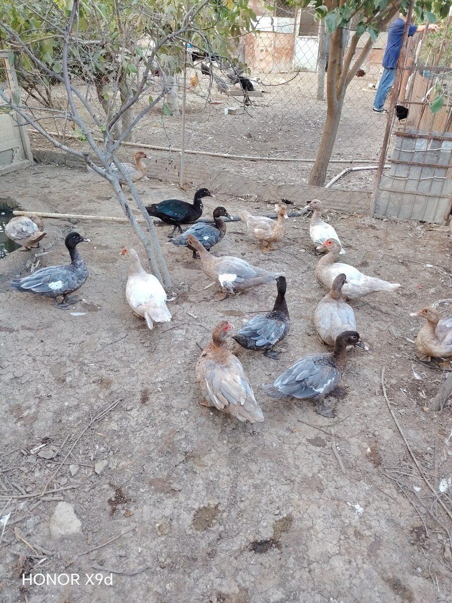 Ördəklər — Quşlar, Sumqayıt (2)