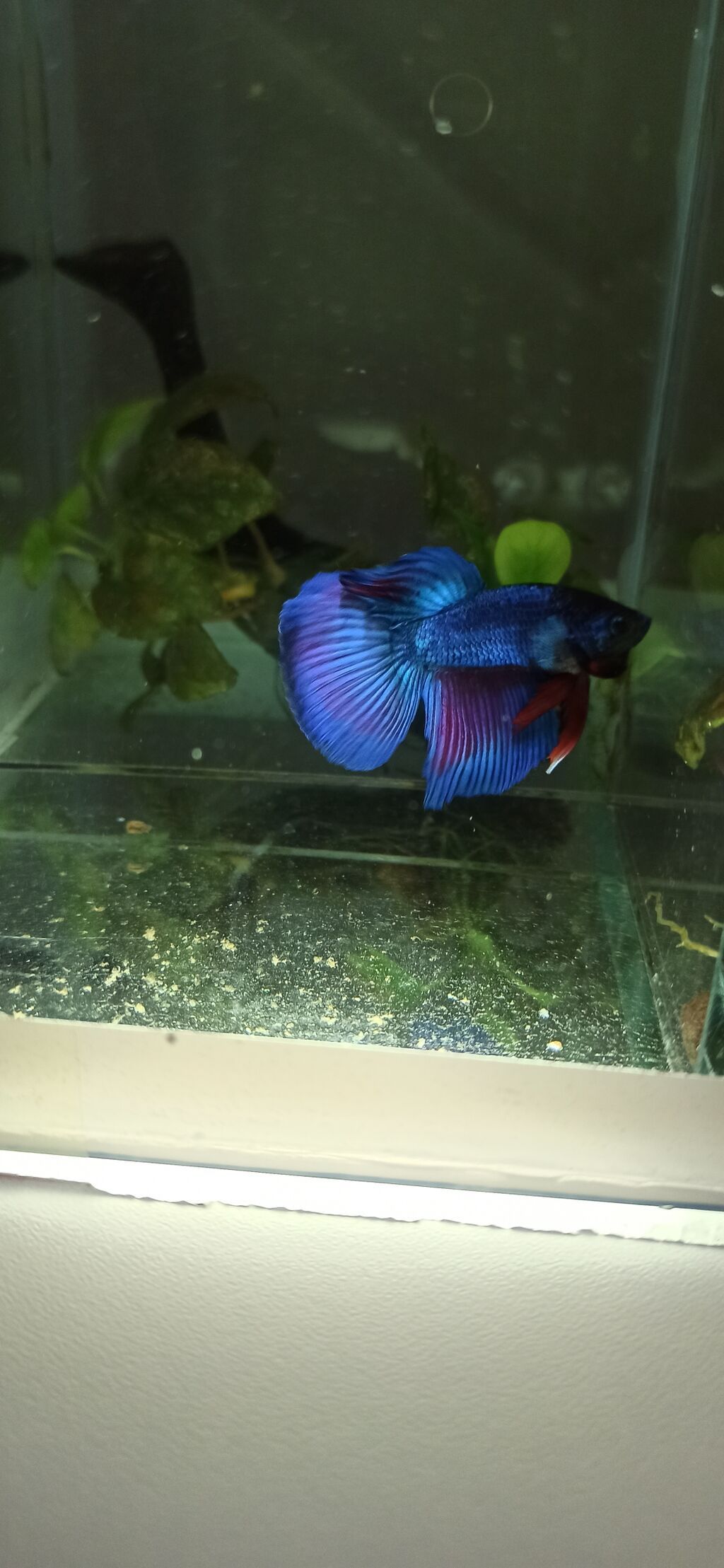 Betta (Petuşok balığı), Yırtıcı — Akvariumlar və balıqlar, Bakı (6)