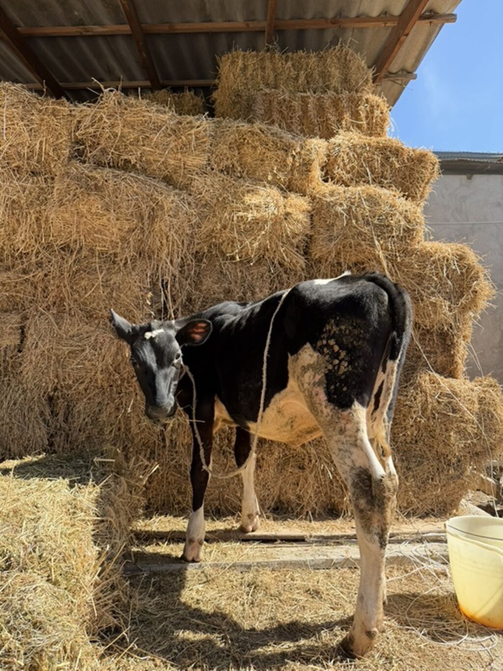 Təmiz cins danadı dişdi 8 aylıq — Kənd təsərrüfatı heyvanları, Digah (2)