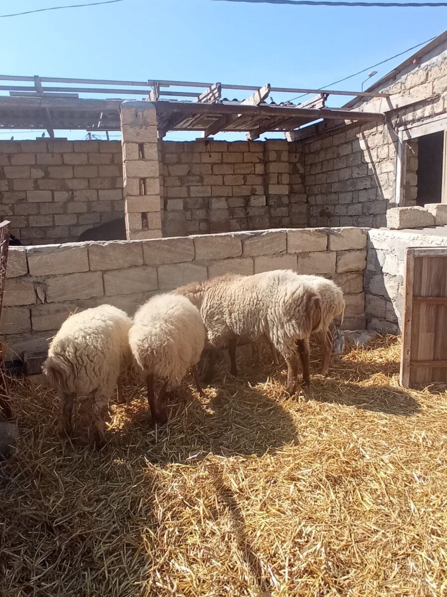 Qoyun və quzular — Kənd təsərrüfatı heyvanları, Bakı (8)
