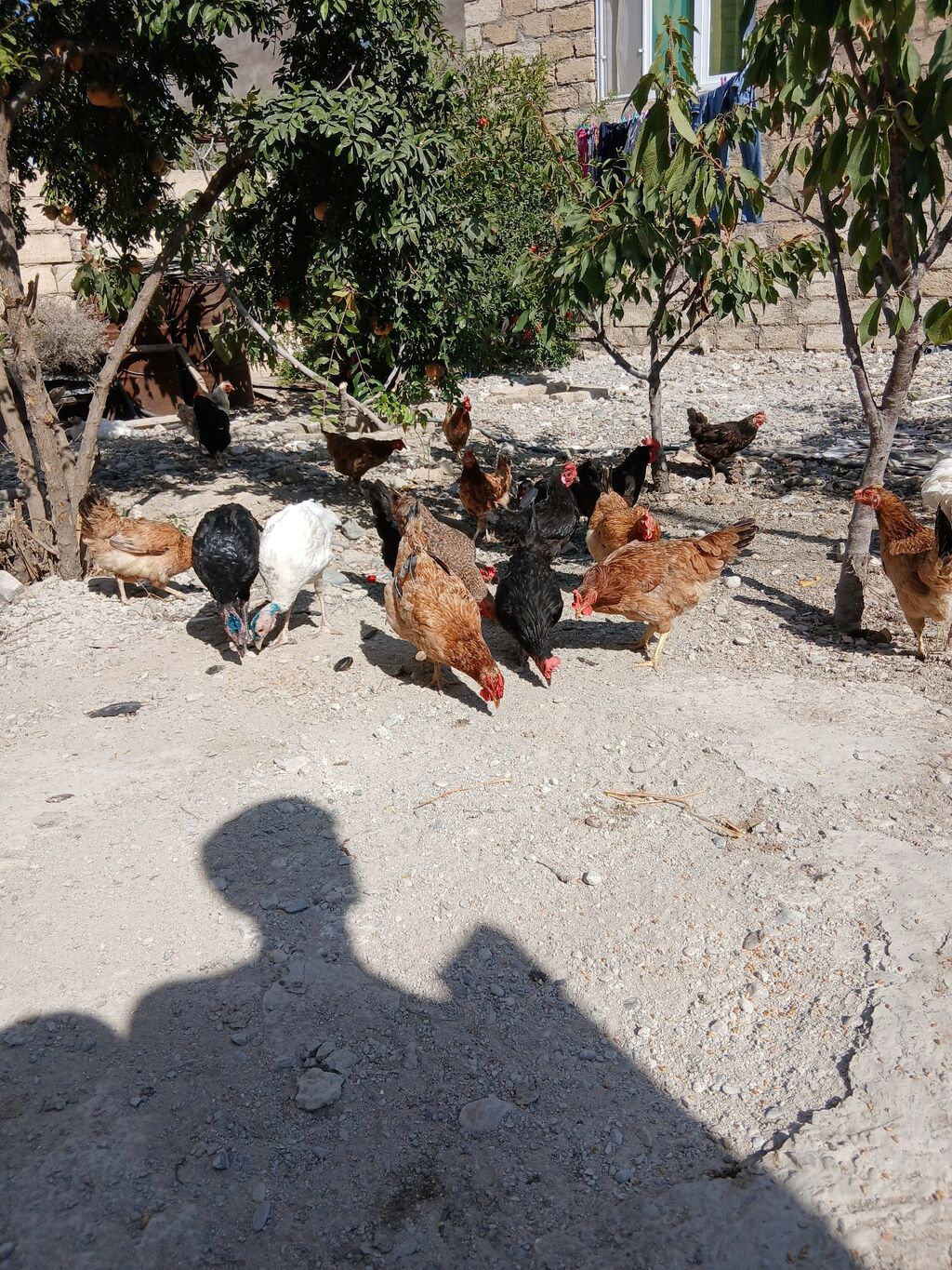 Toyuq, Yumurtalıq — Toyuq və xoruz, Sumqayıt (2)