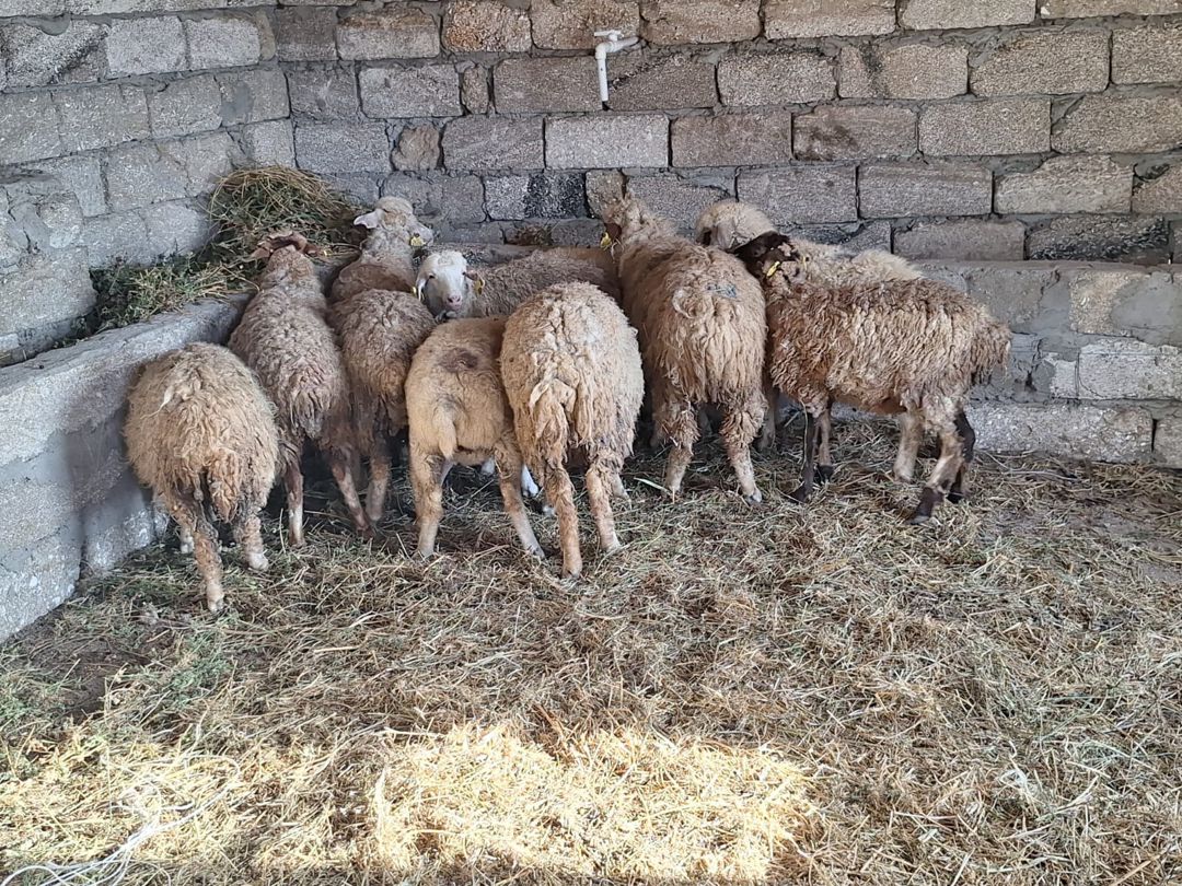 Quzular — Kənd təsərrüfatı heyvanları, Bakı (6)
