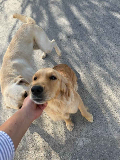 Golden Labrador — Bakı